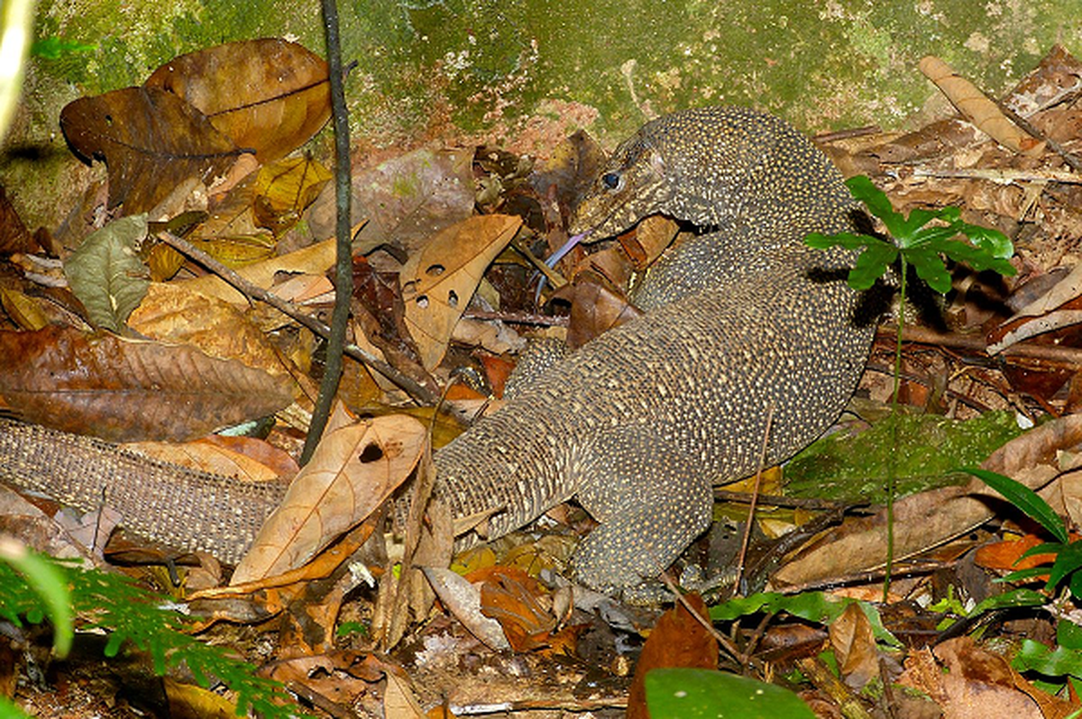 Một cá thể kỳ đà vân trưởng thành thường phủ một lớp vảy màu xám hoặc xám xanh và bên dưới có lỗ để tiết dịch. Trên thân của chúng có các vân màu đậm chạy ngang cơ thể. Các vân này phân bố trên khắp cơ thể, từ đầu cho đến hết phần đuôi tạo nên vẻ ngoài lốm đốm.