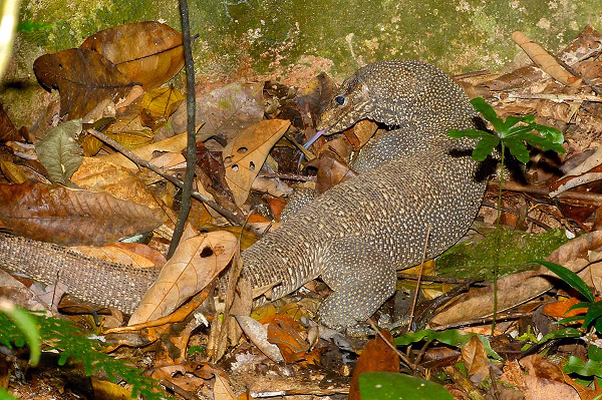 Một cá thể kỳ đà vân trưởng thành thường phủ một lớp vảy màu xám hoặc xám xanh và bên dưới có lỗ để tiết dịch. Trên thân của chúng có các vân màu đậm chạy ngang cơ thể. Các vân này phân bố trên khắp cơ thể, từ đầu cho đến hết phần đuôi tạo nên vẻ ngoài lốm đốm.
