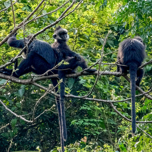 Theo các chuyên gia, voọc gáy trắng thường sống trên các dãy núi đá vôi, khu rừng rậm. Tại Việt Nam, chúng phân bố chủ yếu ở khu vực Vườn quốc gia Phong Nha - Kẻ Bàng.
