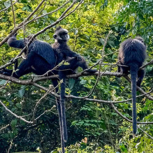 Theo các chuyên gia, voọc gáy trắng thường sống trên các dãy núi đá vôi, khu rừng rậm. Tại Việt Nam, chúng phân bố chủ yếu ở khu vực Vườn quốc gia Phong Nha - Kẻ Bàng.
