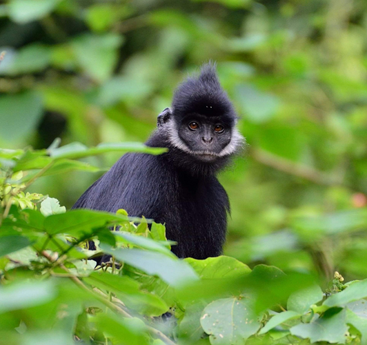 Voọc gáy trắng có tên khoa học là Trachypithecus Hatinhensis. Chúng thuộc bộ Linh trưởng, nhóm IB, cực kỳ quý hiếm, nguy cấp trong Sách Đỏ Việt Nam và Sách Đỏ thế giới.