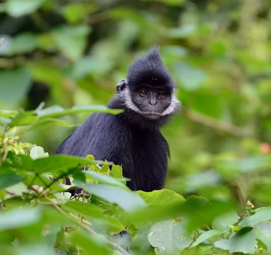 Voọc gáy trắng có tên khoa học là Trachypithecus Hatinhensis. Chúng thuộc bộ Linh trưởng, nhóm IB, cực kỳ quý hiếm, nguy cấp trong Sách Đỏ Việt Nam và Sách Đỏ thế giới.