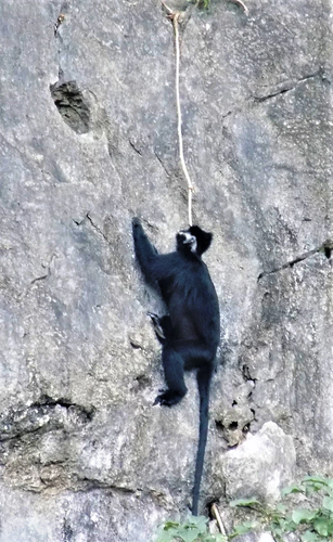 Nhờ công tác bảo vệ, quản lý và bảo tồn nghiêm ngặt của các cơ quan có liên quan, số lượng đàn voọc gáy trắng tăng rất nhiều.