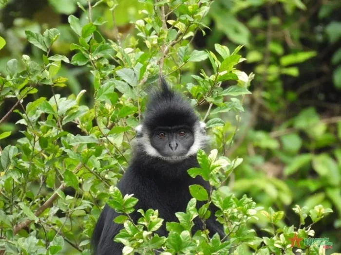 Người dân đã quay lại cảnh đàn voọc nhưng do điện thoại cấu hình thấp nên chất lượng video không rõ nét. Đàn voọc gáy trắng này khá thân thiện, thỉnh thoảng xuống sát hàng rào của trường học.