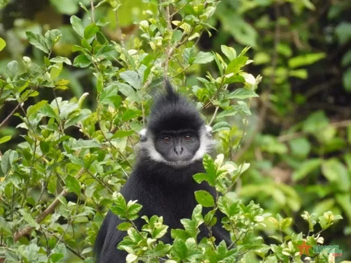 Người dân đã quay lại cảnh đàn voọc nhưng do điện thoại cấu hình thấp nên chất lượng video không rõ nét. Đàn voọc gáy trắng này khá thân thiện, thỉnh thoảng xuống sát hàng rào của trường học.