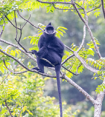 Số liệu thống kê từ năm 1998 cho thấy có gần 1.000 cá thể voọc gáy trắng sinh sống ở vùng rừng núi tỉnh Quảng Bình.