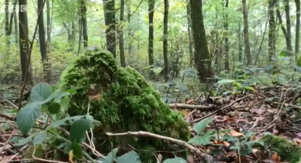 Vòng tròn đá có bờ đất rộng 5 mét với ít nhất 10 tảng đá vôi trắng, mỗi tảng cao không quá một mét.