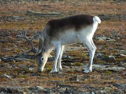 Tuần lộc Peary có hai lớp lông: một lớp lông dày và một lớp lông dài hơn, mịn hơn gọi là lông bảo vệ. Lớp lông bên ngoài rỗng để giữ không khí ấm bên trong, cách nhiệt và bảo vệ lớp lông dày bên dưới. Vào mùa hè, lông của chúng có màu xám đá và nâu nhạt, nhưng vào mùa đông, chúng chuyển sang màu trắng hoàn toàn, giúp chúng ngụy trang trong tuyết và giữ ấm cơ thể.