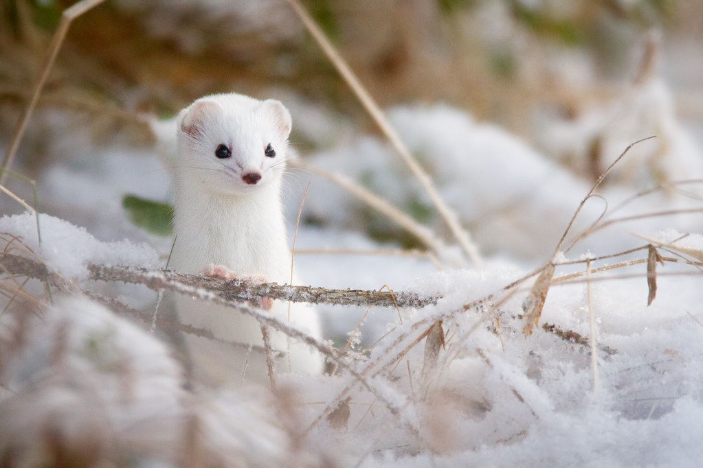 1. Chồn: Chồn là một trong những loài săn mồi nhỏ bé nhưng lại rất năng động và thông minh. Loài động vật này sống chủ yếu ở các khu rừng và đồng cỏ trên khắp Bắc bán cầu. Trong ba loài chồn đổi màu có thể kể đến chồn nhỏ nhất (Mustela nivalis), chồn đuôi dài (Mustela frenata), và chồn đuôi ngắn (Mustela erminea).