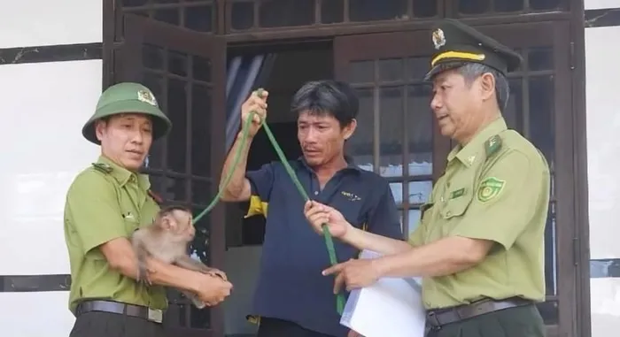 Ông Lành đã mua con khỉ đuôi lợn này từ một người dân khác và nghi ngờ đây là loài động vật quý hiếm, nên ông đã báo cơ quan chức năng để tự nguyện giao nộp, với mong muốn thả khỉ về môi trường hoang dã.