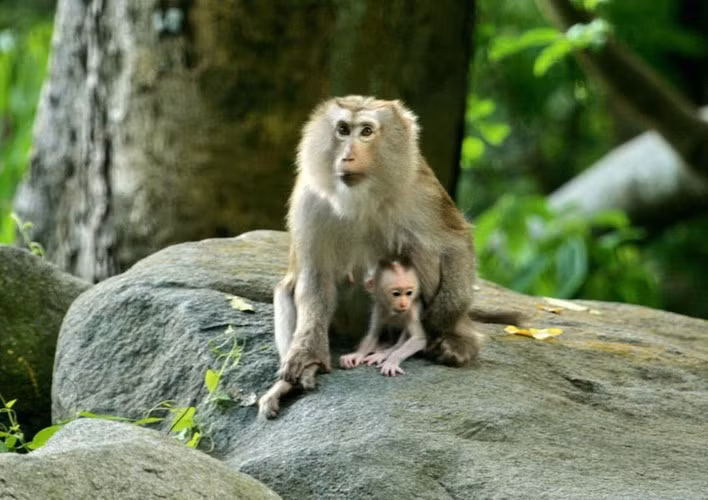 Khỉ đuôi lợn có đặc điểm nổi bật là 2 bên má lông dài, rậm, màu hung sáng phủ gần kín tai tạo thành đĩa mặt.