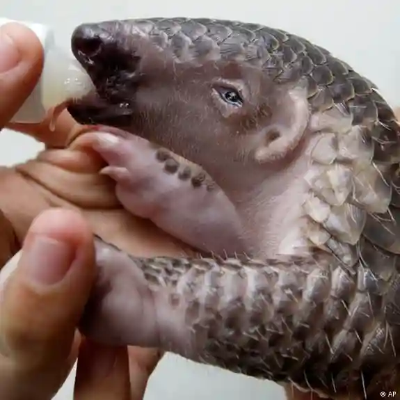 Tê tê khổng lồ, loài lớn nhất trong số 8 loài tê tê, có thể dài tới 1,2 mét và là một trong những loài bị buôn bán nhiều nhất trên thế giới, dẫn đến nguy cơ tuyệt chủng nghiêm trọng.