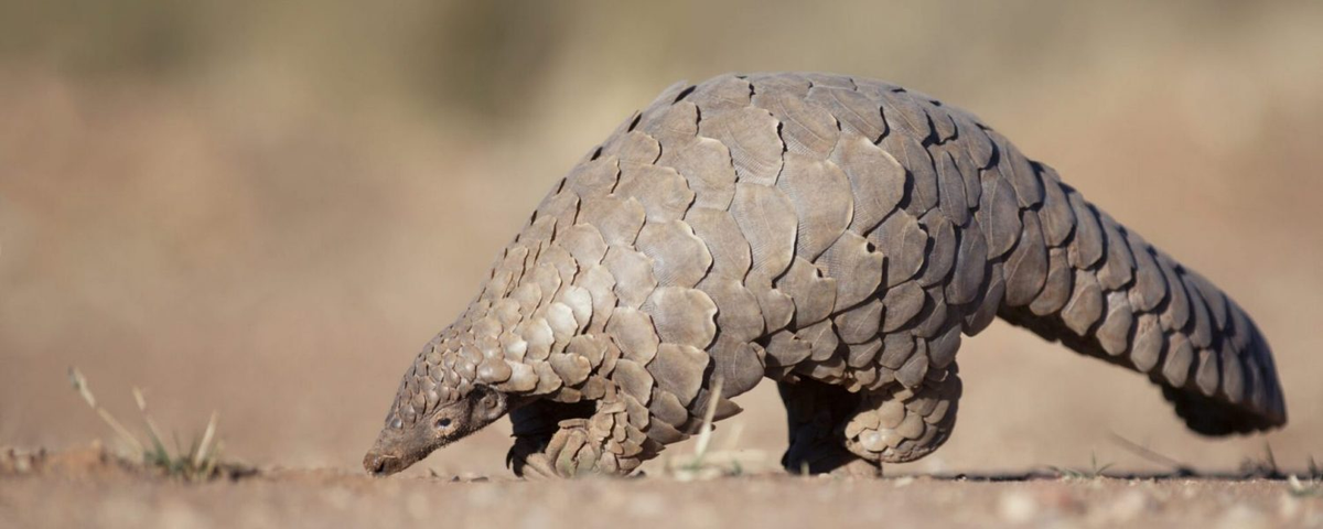 Tê tê, với tên gọi "pengguling" trong tiếng Malaysia, nghĩa là "người cuộn tròn", được biết đến với khả năng cuộn tròn cơ thể như một cơ chế phòng thủ.