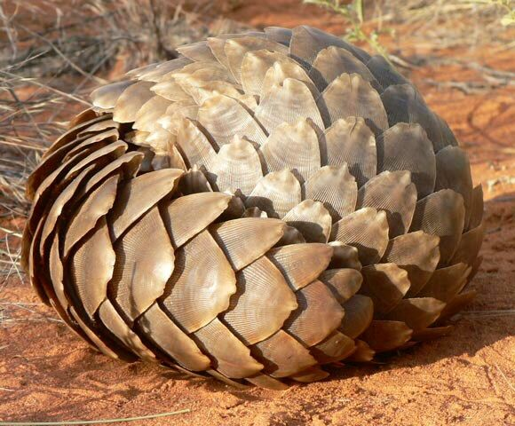 Trong một cuộc khảo sát tại Công viên Quốc gia Niokolo-Koba, các nhà khoa học đã bất ngờ phát hiện ra một cá thể tê tê khổng lồ (Smutsia gigantea) - sinh vật được coi là đã tuyệt chủng tại Senegal từ năm 1999.