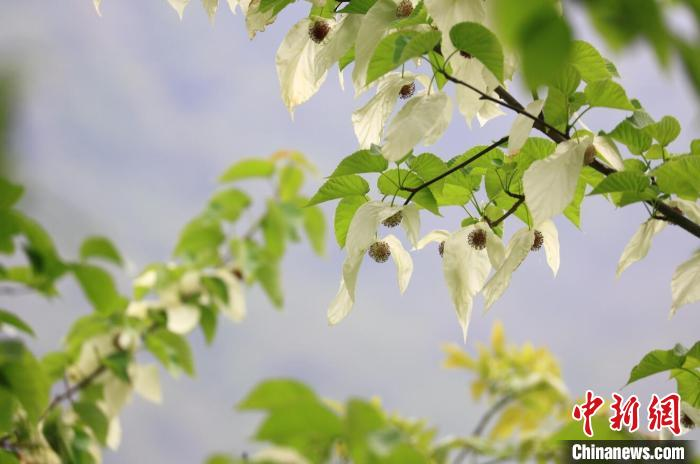 Cây bồ câu thu hút du khách từ khắp nơi trên thế giới, đặc biệt vào mùa hoa nở từ đầu tháng 4 đến khoảng 1 tháng. Những nỗ lực bảo tồn đã biến Núi Wawu thành một điểm du lịch nổi tiếng, mang lại thu nhập cho người dân địa phương.