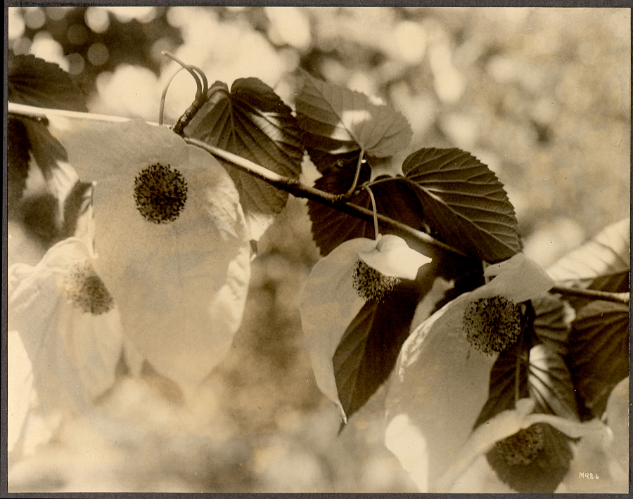 Nhà thực vật học người Anh, Ernest Henry Wilson, đã mang những hạt giống đầu tiên của cây bồ câu về phương Tây vào năm 1900, và một trong những cây do ông mang về vẫn sinh trưởng tốt tại Vườn ươm Arnold thuộc Đại học Harvard, Mỹ, với tuổi đời hơn 100 năm.