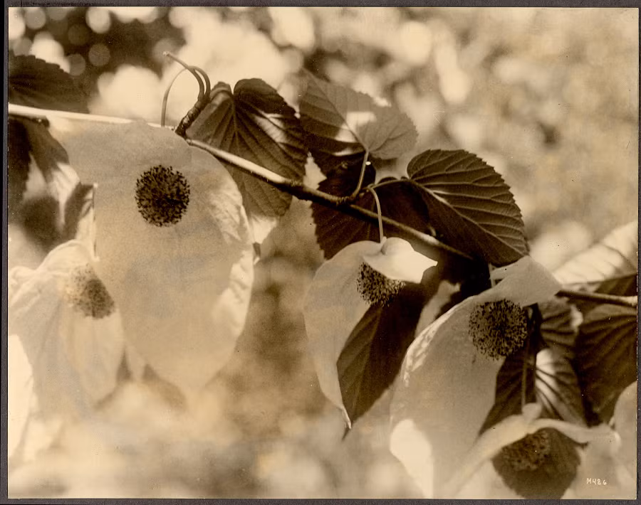 Nhà thực vật học người Anh, Ernest Henry Wilson, đã mang những hạt giống đầu tiên của cây bồ câu về phương Tây vào năm 1900, và một trong những cây do ông mang về vẫn sinh trưởng tốt tại Vườn ươm Arnold thuộc Đại học Harvard, Mỹ, với tuổi đời hơn 100 năm.