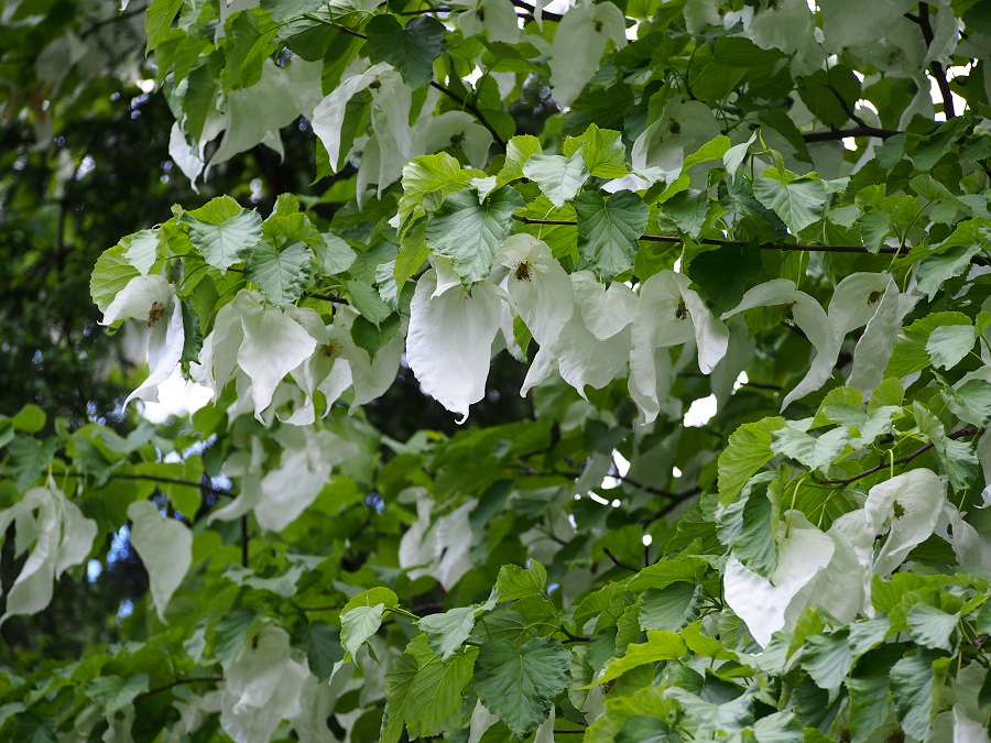 Ông Ma Chaohong, đại diện Cục Lâm nghiệp và Thảo nguyên tỉnh Tứ Xuyên, đã chuyển hướng từ khai thác gỗ sang bảo vệ môi trường và phát triển du lịch, giúp Núi Wawu được công nhận là Vườn quốc gia vào năm 1993.