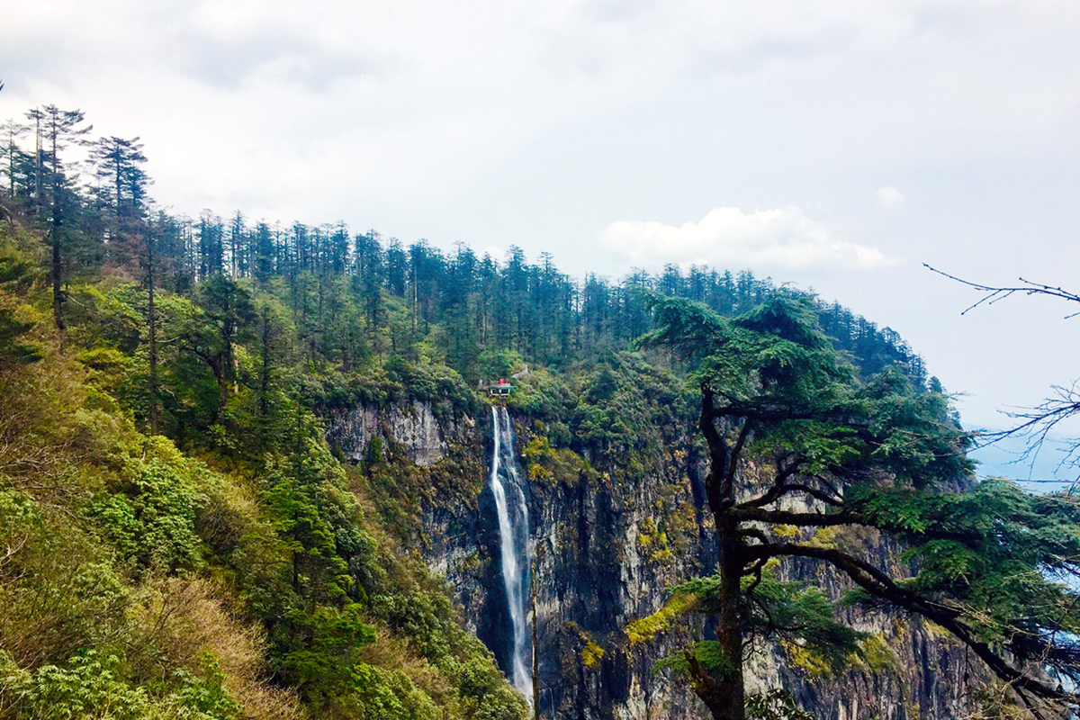 Vườn quốc gia Núi Wawu ở Tứ Xuyên là một trong những nơi còn trồng cây bồ câu ở độ cao từ 1.500-2.000 mét. Đây cũng là ngôi nhà của hơn 20.000 ha cây bồ câu và nhiều loài động thực vật quý hiếm khác.