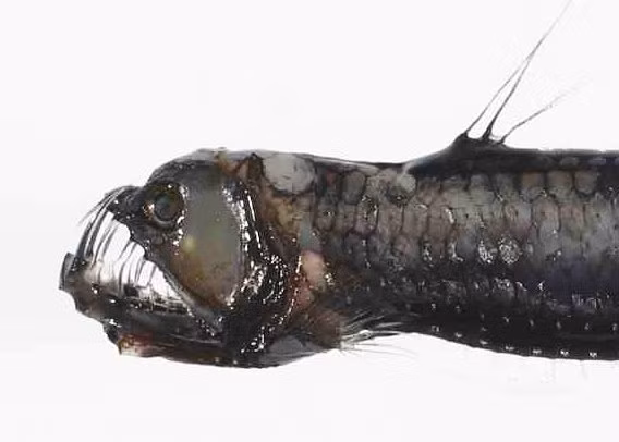 Chúng có ngoại hình ghê rợn với miệng to và những chiếc răng nanh dài sắc nhọn.