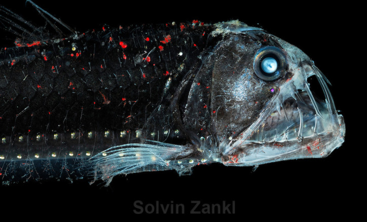 Hàm răng của cá rắn lục Sloane trong suốt và cùng với dải cơ quan phát sáng gọi là tế bào quang dọc theo bụng, chúng tồn tại dưới biển sâu.