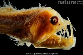 Điều này giúp chúng giấu kín “vũ khí” và khiến con mồi không kịp nhận ra trước khi quá muộn.