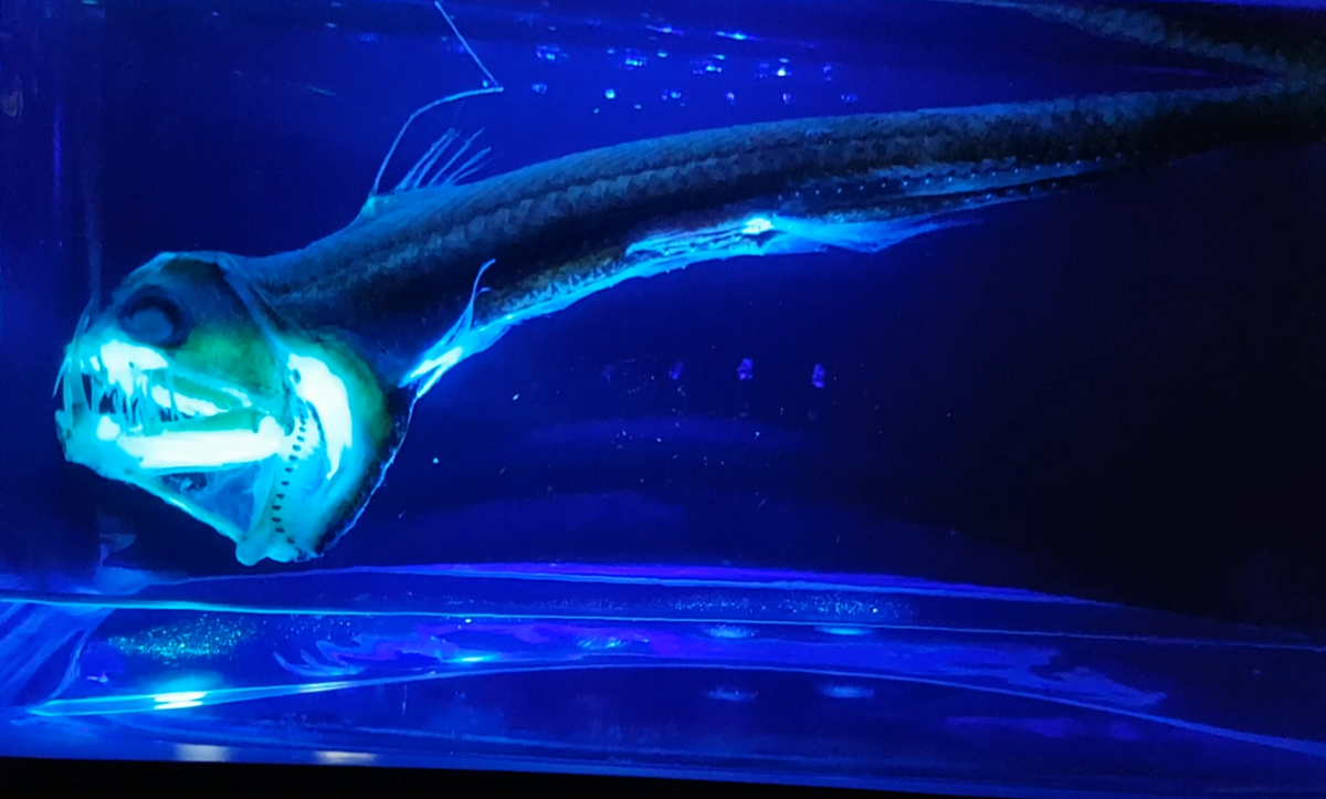 Toàn thân của cá rắn lục màu đen, và một số bộ phận phát sáng giúp chúng săn mồi. Đặc biệt, vây lưng của chúng cũng phát sáng và đóng vai trò như mồi nhử.