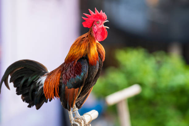 Ayam Ketawa, hay còn gọi là gà cười Indonesia, là một giống gà độc đáo với tiếng gáy giống tiếng cười của con người.