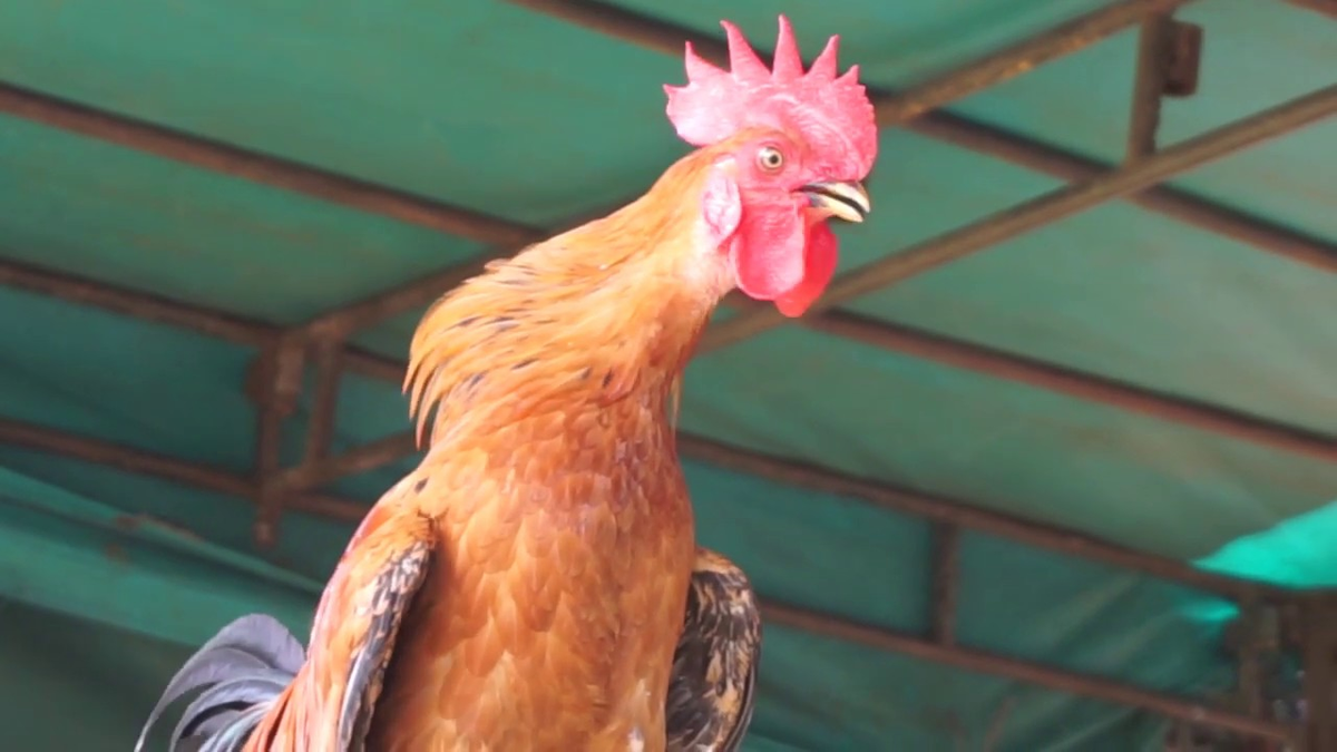 Hiện nay, gà cười không chỉ là biểu tượng của lòng dũng cảm và địa vị xã hội mà còn trở thành một nét văn hóa tao nhã với nhiều cuộc thi được tổ chức khắp Indonesia.