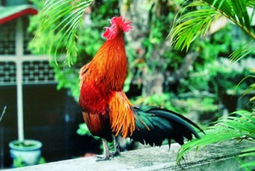 Ở Việt Nam, gà cười Indonesia đang trở thành trào lưu mới với giá mỗi cặp từ 3-12 triệu đồng tùy thuộc vào nguồn gốc và khả năng cất tiếng "cười".