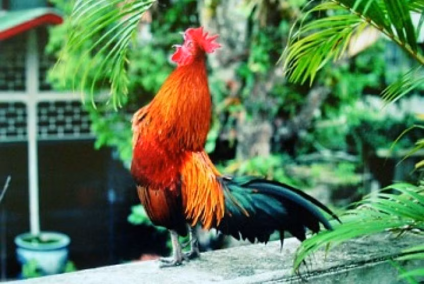 Ở Việt Nam, gà cười Indonesia đang trở thành trào lưu mới với giá mỗi cặp từ 3-12 triệu đồng tùy thuộc vào nguồn gốc và khả năng cất tiếng "cười".