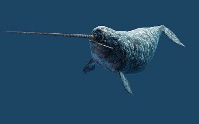 Kỳ lân biển không nằm trong danh sách các loài có nguy cơ tuyệt chủng, nhưng vẫn dễ bị tổn thương bởi các hoạt động của con người và biến đổi khí hậu.