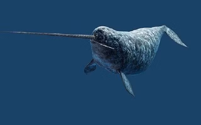 Kỳ lân biển không nằm trong danh sách các loài có nguy cơ tuyệt chủng, nhưng vẫn dễ bị tổn thương bởi các hoạt động của con người và biến đổi khí hậu.