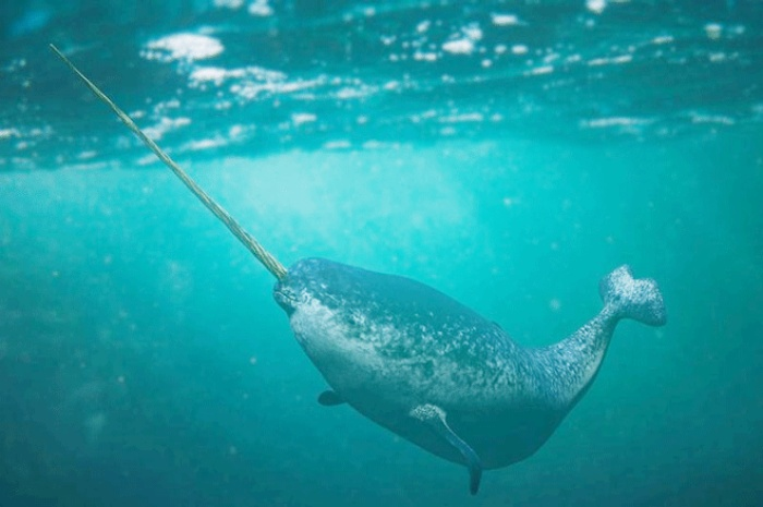 Để giải mã hành vi của kỳ lân biển, các nhà khoa học đã áp dụng lý thuyết hỗn loạn - một lĩnh vực toán học nghiên cứu về các hoạt động khó đoán nhưng tuân theo các quy luật nghiêm ngặt.