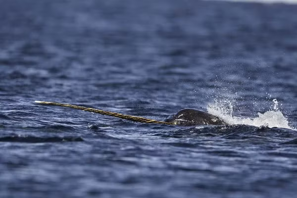 Hành vi của chúng cũng thay đổi tùy theo sự lưu hành của băng biển, giảm hoạt động khi băng nhiều và lặn sâu hơn.