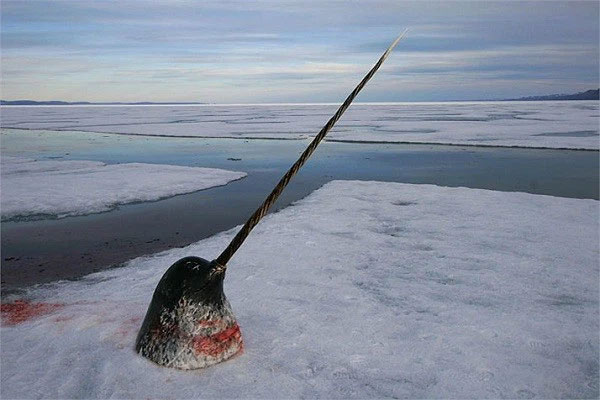 Lý thuyết hỗn loạn, mặc dù còn sơ khai, đã cho thấy tiềm năng trong việc phân tích hành vi của các loài động vật khác, giúp chúng ta hiểu rõ hơn về những thách thức mà động vật hoang dã Bắc Cực phải đối mặt trong bối cảnh biến đổi khí hậu.