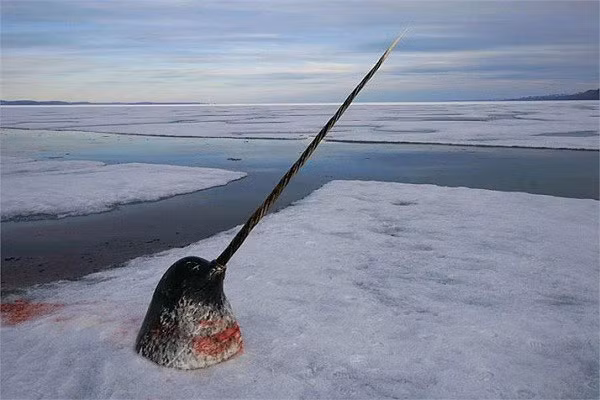Lý thuyết hỗn loạn, mặc dù còn sơ khai, đã cho thấy tiềm năng trong việc phân tích hành vi của các loài động vật khác, giúp chúng ta hiểu rõ hơn về những thách thức mà động vật hoang dã Bắc Cực phải đối mặt trong bối cảnh biến đổi khí hậu.