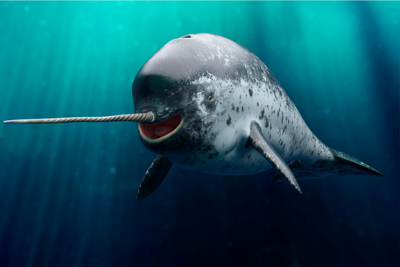 Kỳ lân biển vùng Bắc Băng Dương là loài động vật kỳ quặc, luôn gây ngạc nhiên cho các nhà khoa học bởi hành vi phức tạp của chúng.