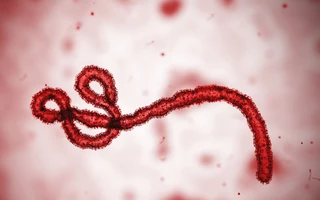 8. Virus Machupo: Virus này gây bệnh sốt xuất huyết Bolivia, với triệu chứng sốt cao và chảy máu nghiêm trọng. Bệnh do virus này gây ra có thể lây lan từ người sang người, với chuột thường là con vật trung gian truyền bệnh.