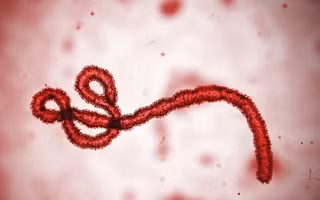 8. Virus Machupo: Virus này gây bệnh sốt xuất huyết Bolivia, với triệu chứng sốt cao và chảy máu nghiêm trọng. Bệnh do virus này gây ra có thể lây lan từ người sang người, với chuột thường là con vật trung gian truyền bệnh.