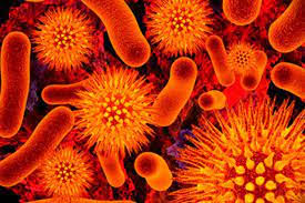 6. Virus Junin: Virus Junin gây bệnh sốt xuất huyết Argentina, dẫn đến viêm mô, nhiễm trùng và chảy máu da. Do triệu chứng phổ biến, bệnh do virus này dễ bị nhầm lẫn với các bệnh khác, khiến việc chẩn đoán ban đầu khó khăn.