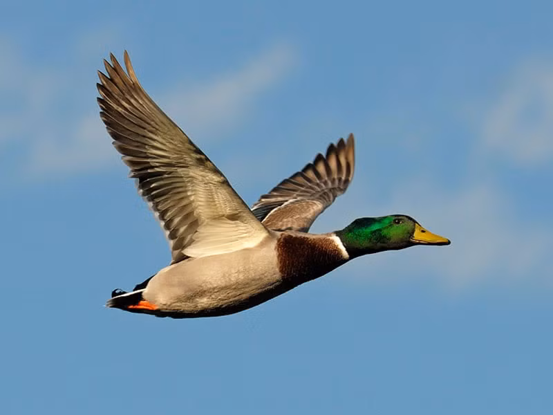 7. Vịt cổ xanh: Sinh sống ở các vùng ôn đới và cận nhiệt đới tại Bắc Mỹ, châu Âu, châu Á, New Zealand và Australia, loài vịt này có thể bay đến độ cao 6.400m.