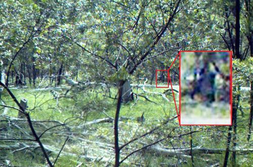 6. Yowie: Yowie là phiên bản Úc của quái vật Bigfoot. Nó được mô tả là một loài khỉ đột hai chân sống ở các khu vực hoang dã của Úc.