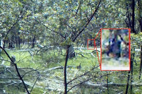 6. Yowie: Yowie là phiên bản Úc của quái vật Bigfoot. Nó được mô tả là một loài khỉ đột hai chân sống ở các khu vực hoang dã của Úc.