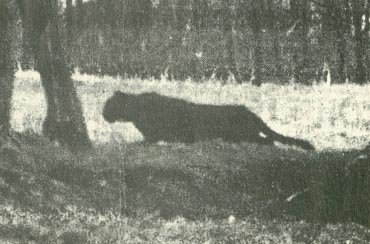 4. Gippsland Phantom Cat: Quái vật này là một loài mèo lớn được phát hiện ở vùng Grampians từ thập niên 1970. Có nhiều báo cáo về sự xuất hiện của nó, nhưng không có bằng chứng rõ ràng nào.