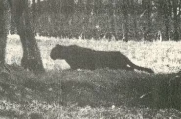 4. Gippsland Phantom Cat: Quái vật này là một loài mèo lớn được phát hiện ở vùng Grampians từ thập niên 1970. Có nhiều báo cáo về sự xuất hiện của nó, nhưng không có bằng chứng rõ ràng nào.