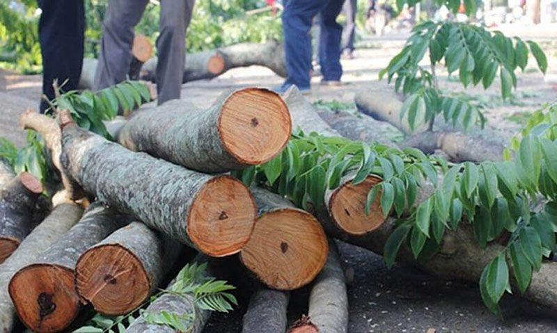 Gỗ sưa có mùi thơm đặc trưng, thớ gỗ mịn, cứng và dẻo, với nhiều hoa văn đẹp mắt.