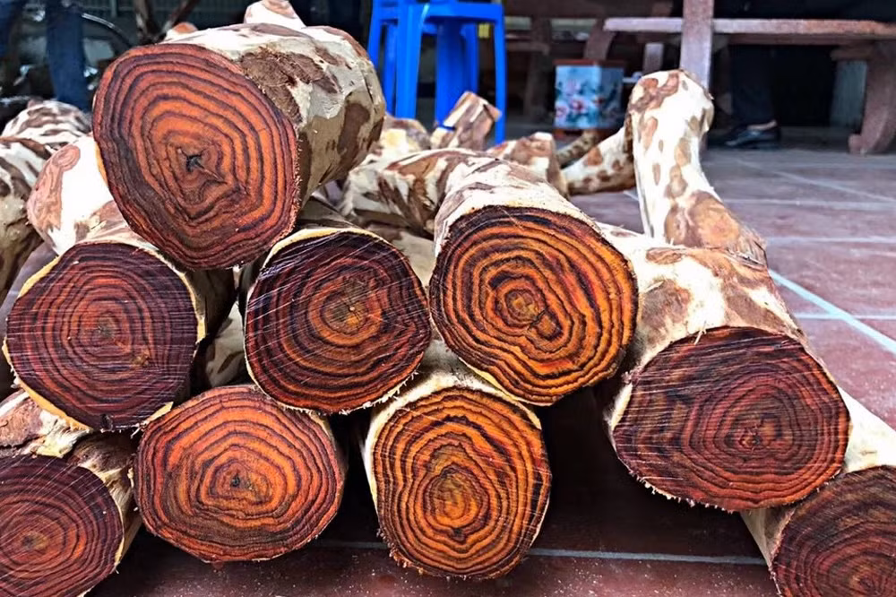 Loại gỗ này có tên khoa học là Dalbergia tonkinensis Prain và thuộc nhóm IA trong danh sách các loài thực vật và động vật quý hiếm cần được bảo vệ nghiêm ngặt tại Việt Nam.