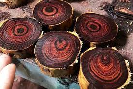 Sưa được chia thành hai loại chính là sưa trắng và sưa đỏ, trong đó sưa đỏ có giá trị kinh tế cao hơn do gỗ cứng hơn và có màu sắc đặc biệt.