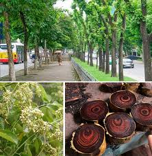 Việc nhân giống và bảo vệ cây sưa đang được thực hiện tại nhiều địa phương ở Việt Nam nhằm bảo tồn và phát triển loại cây quý hiếm này.